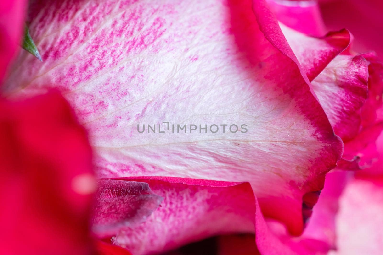 Red rose petal texture, close-up,blur, soft selective focus.