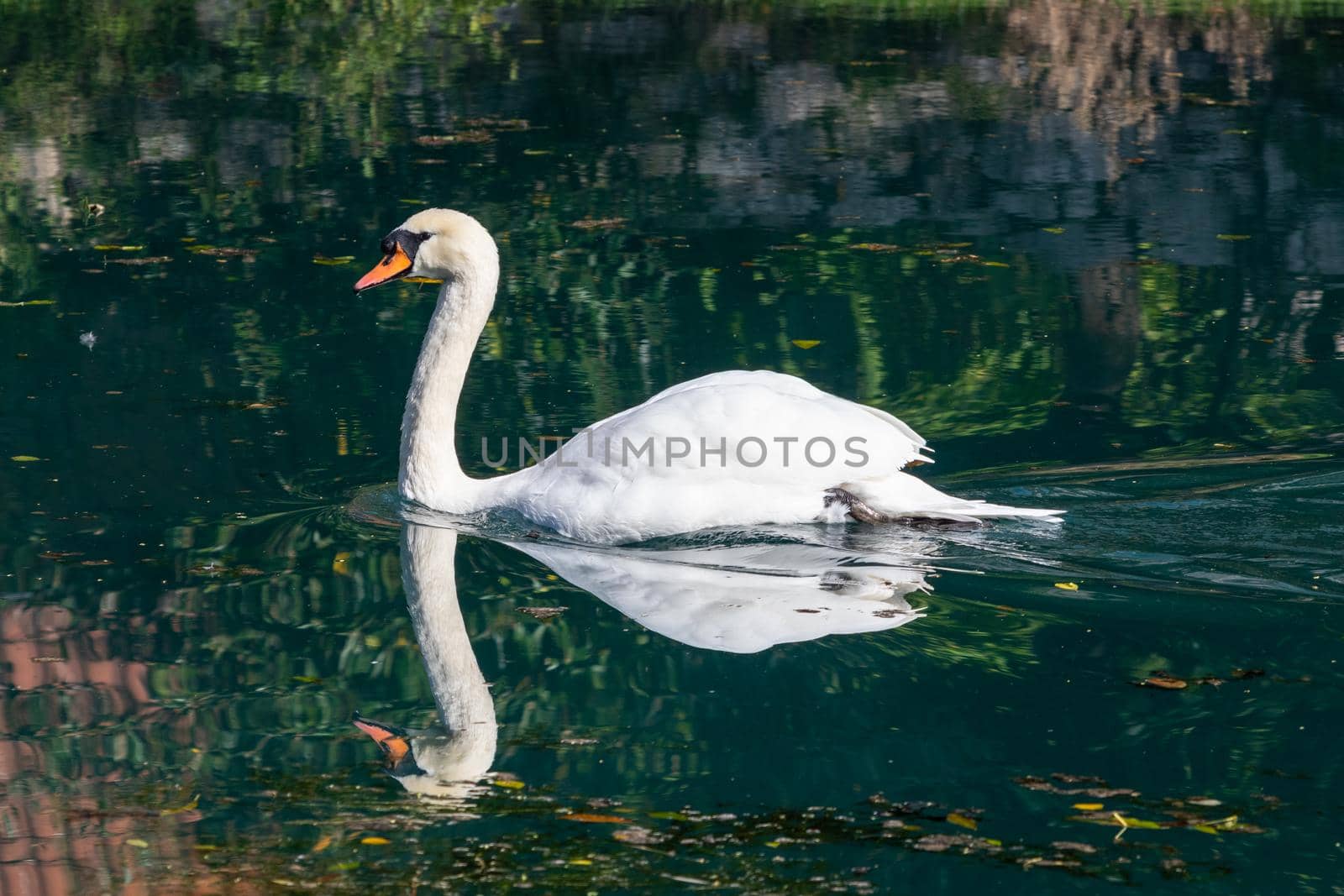 Swan, Cygnus on the Altmuehl river in Essing, Bavaria, Germany by reinerc