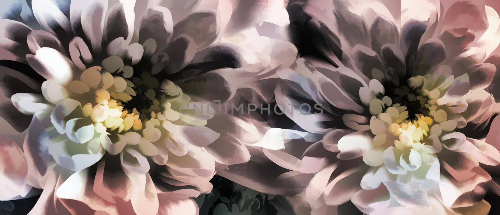 Abstract image of two chrysanthemum flowers in the style of painting. Presented in close-up.