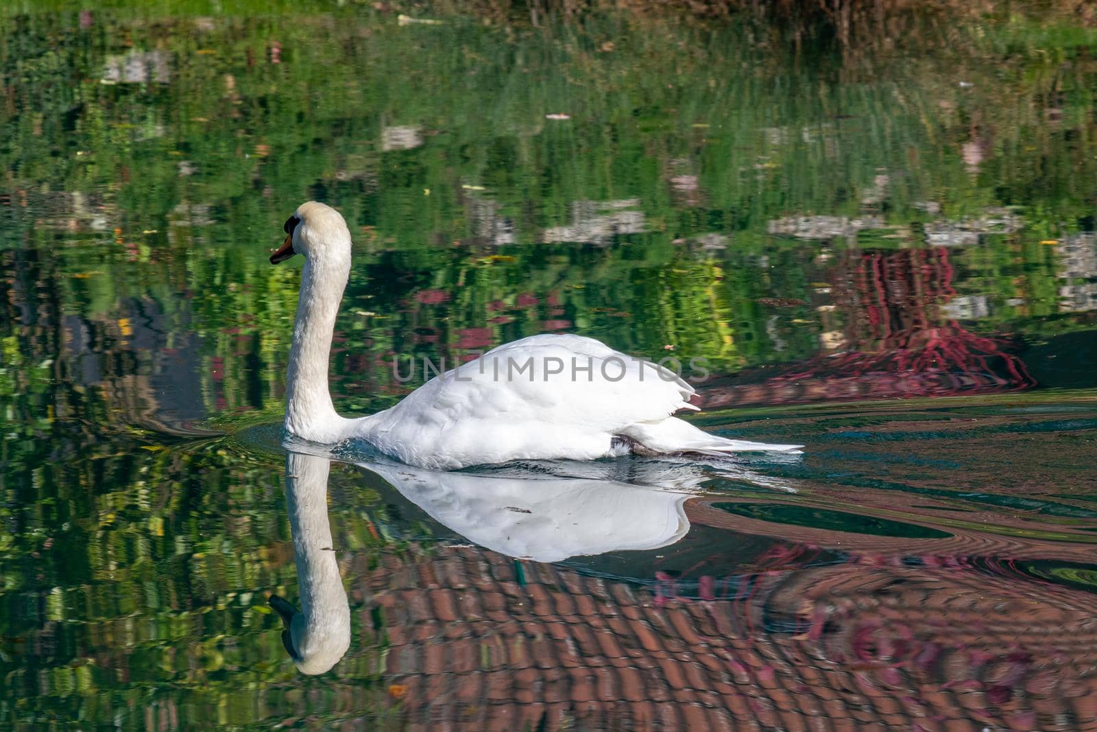Swan, Cygnus on the Altmuehl river in Essing, Bavaria, Germany sunny day in autumn 