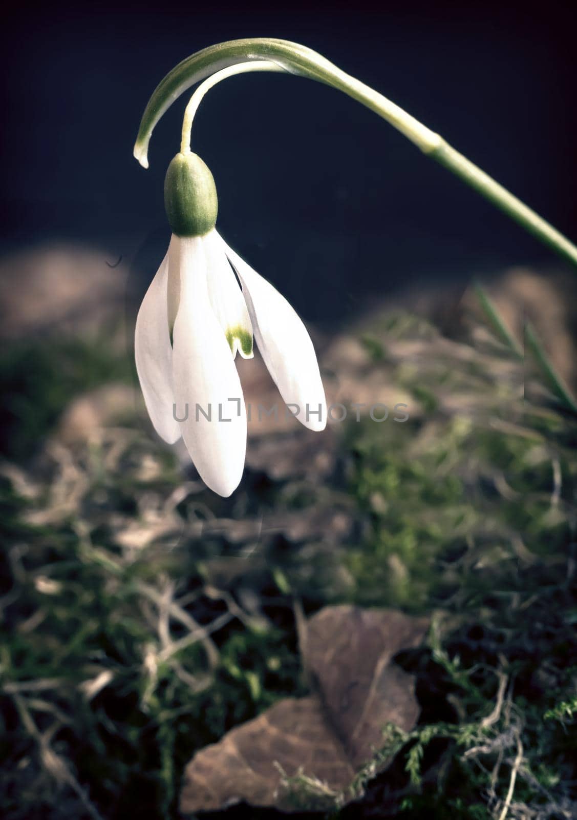 White snowdrop flower among last year's moss and fallen leaves. Presented on a dark background.