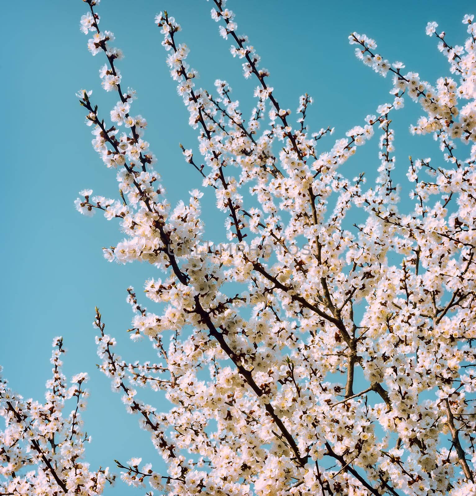 Apricot branch with lots of light pink flowers on a blue sky background.