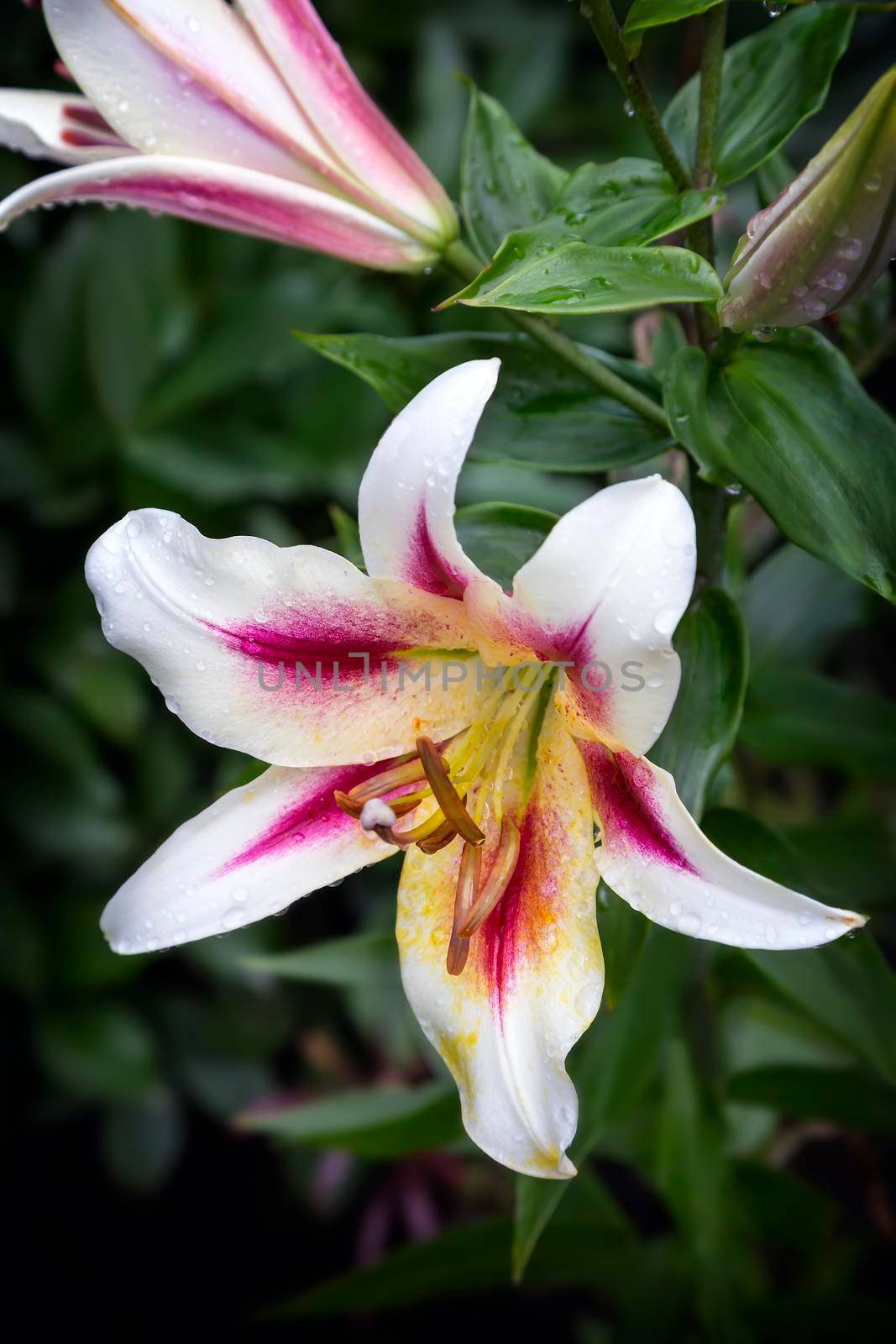 Two beautiful Lily flower on green leaf background. Presented in close-up.