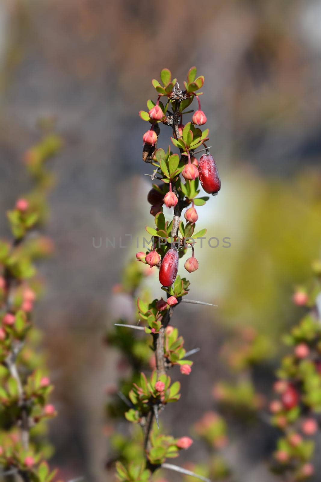 Japanese barberry Powwow - Latin name - Berberis thunbergii Powwow