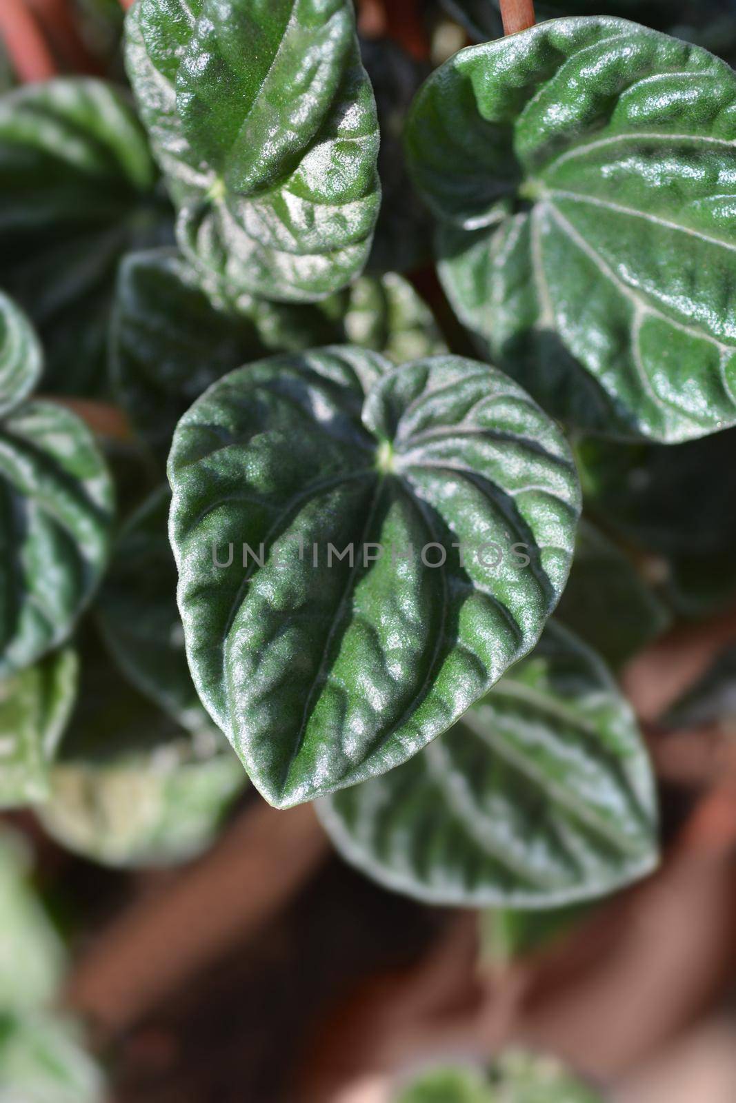 Radiator plant Lilian leaves - Latin name - Peperomia caperata Lilian