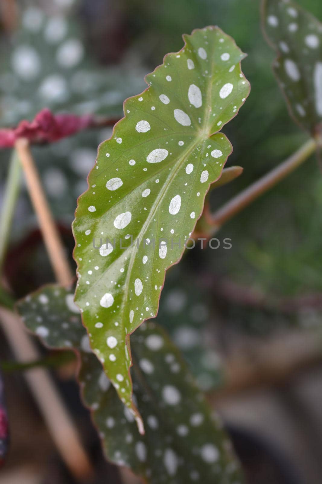 Polka dot begonia leaves - Latin name - Begonia maculata