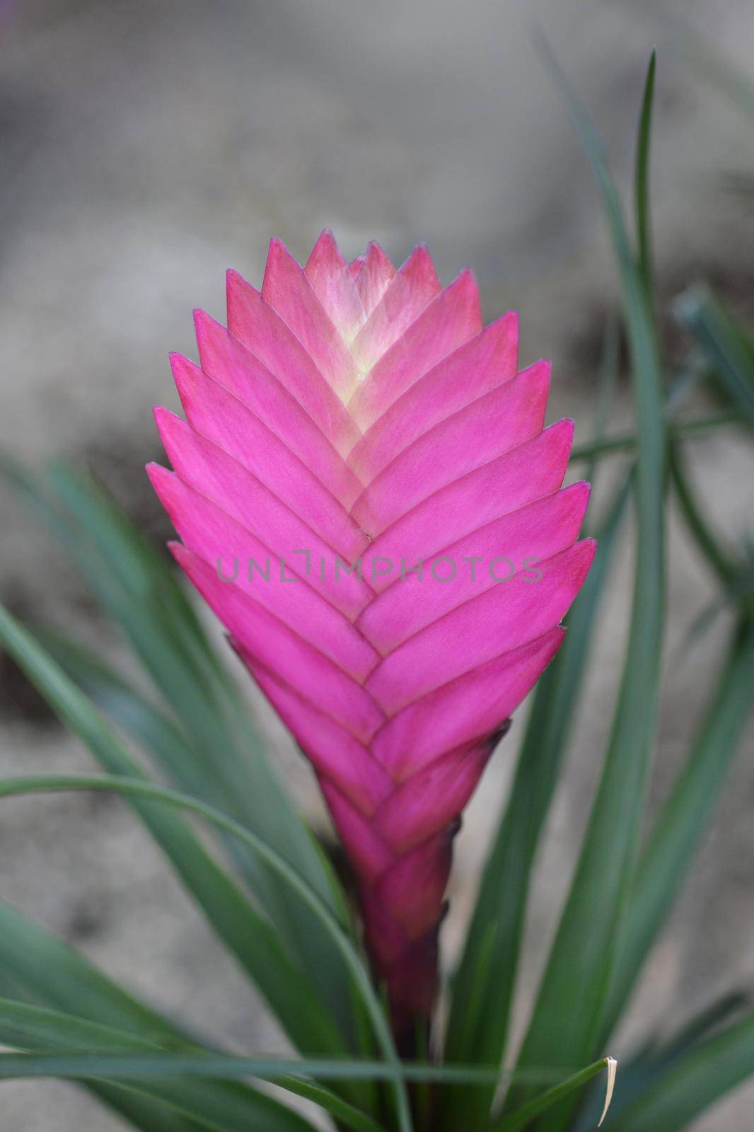 Pink quil - Latin name - Tillandsia cyanea