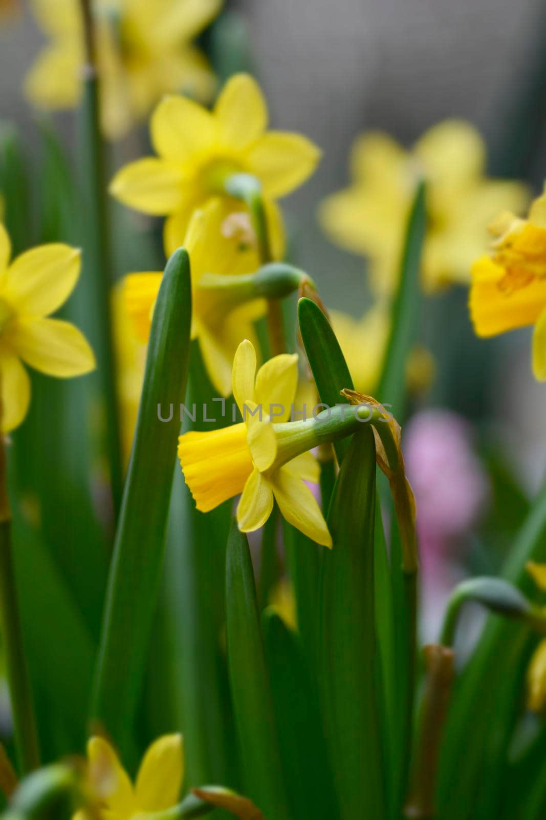 Daffodil Tete a Tete - Latin name - Narcissus cyclamineus Tete a Tete