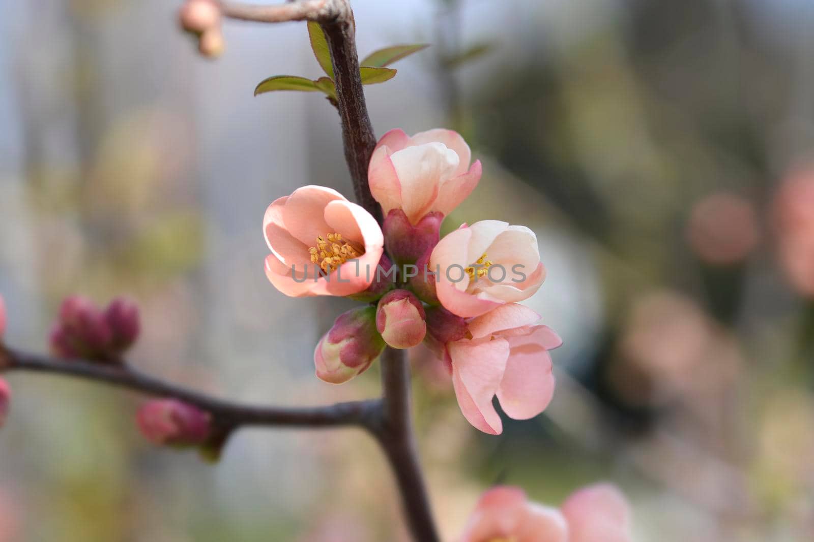 Japanese Flowering Quince by nahhan