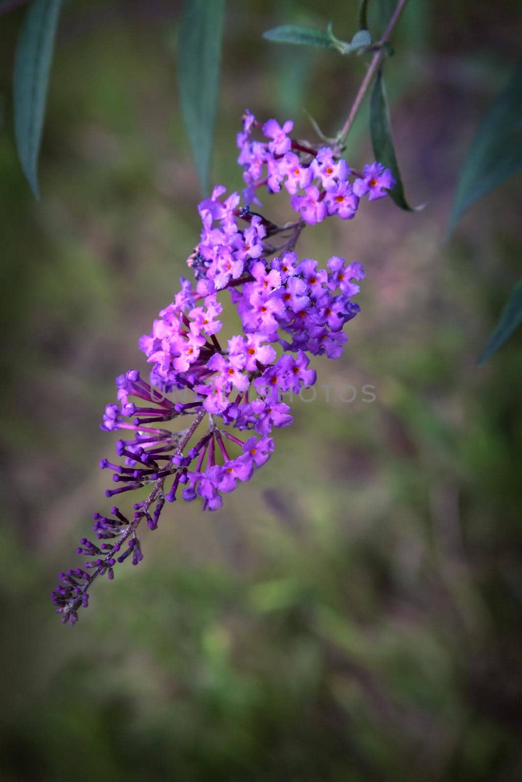 Beautiful inflorescence of decorative shrub buddleja Davidii, consisting of many small lilac flowers on the background of the garden.