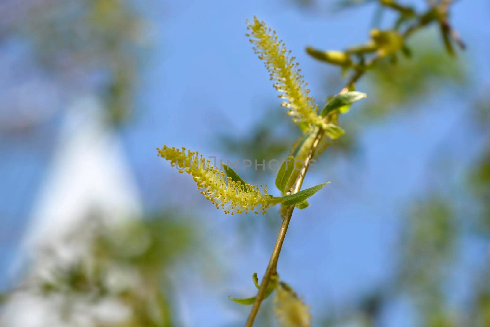 Golden Weeping Willow - Latin name - Salix alba subsp. vitellina Pendula