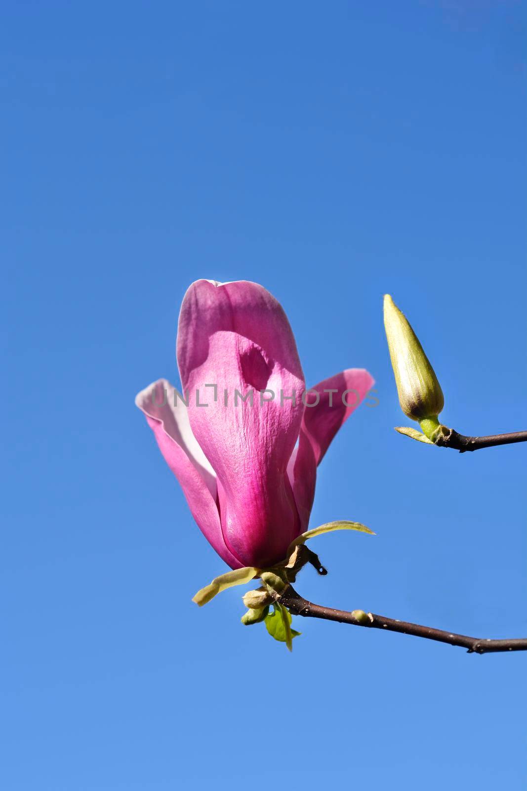 Magnolia (Soulangeana hybrids) - Latin name - Magnolia x soulangeana