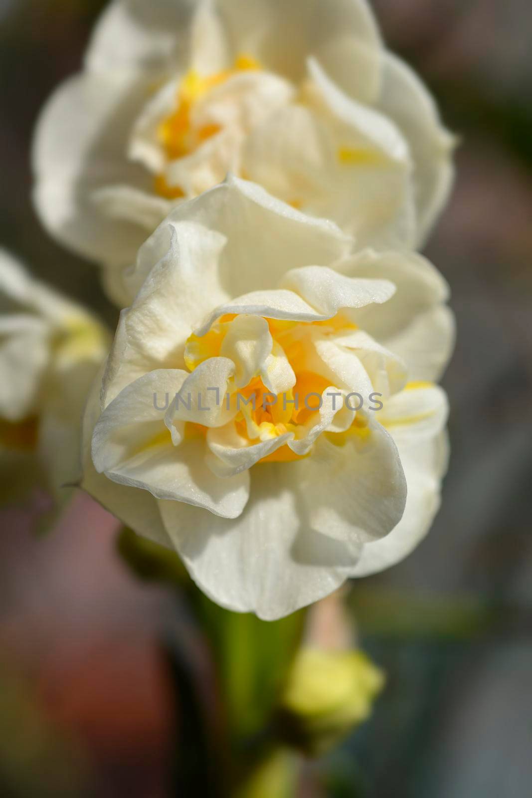 Double Daffodil Cheerfulness flowers - Latin name - Narcissus Cheerfulness