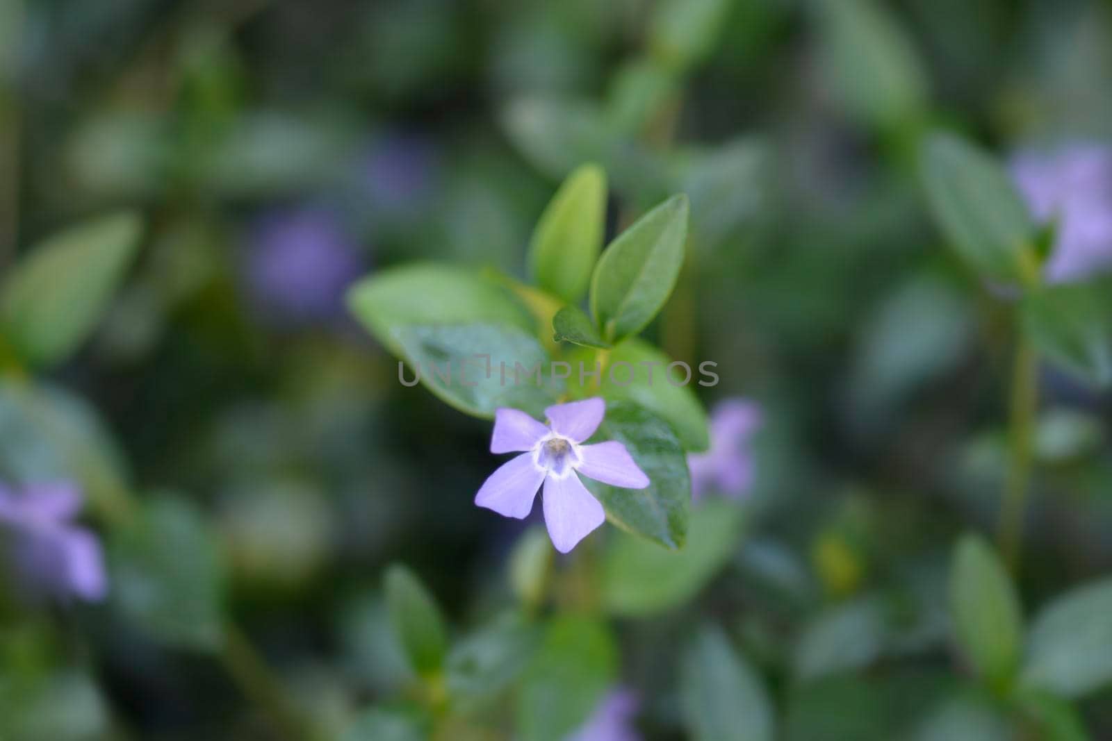 Lesser Periwinkle flower - Latin name - Vinca minor