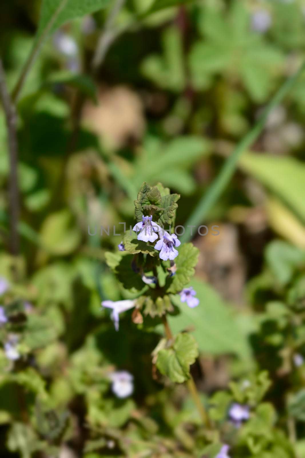 Ground-ivy by nahhan