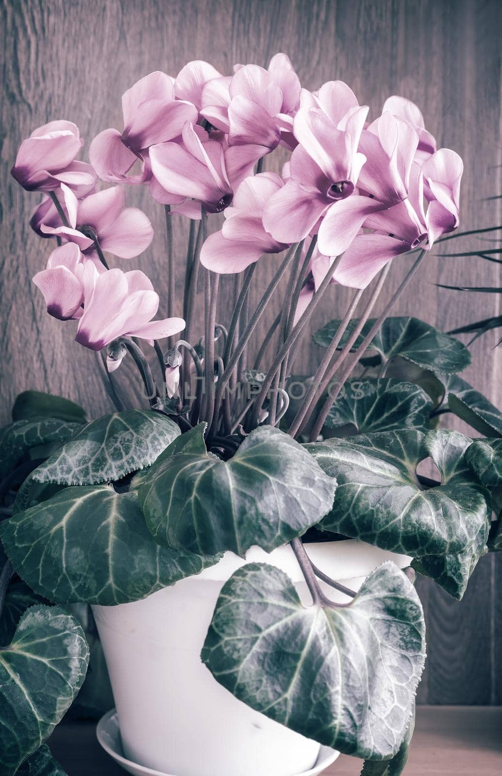 On light green background, bright pink flowers of cyclamen surrounded by green leaves.