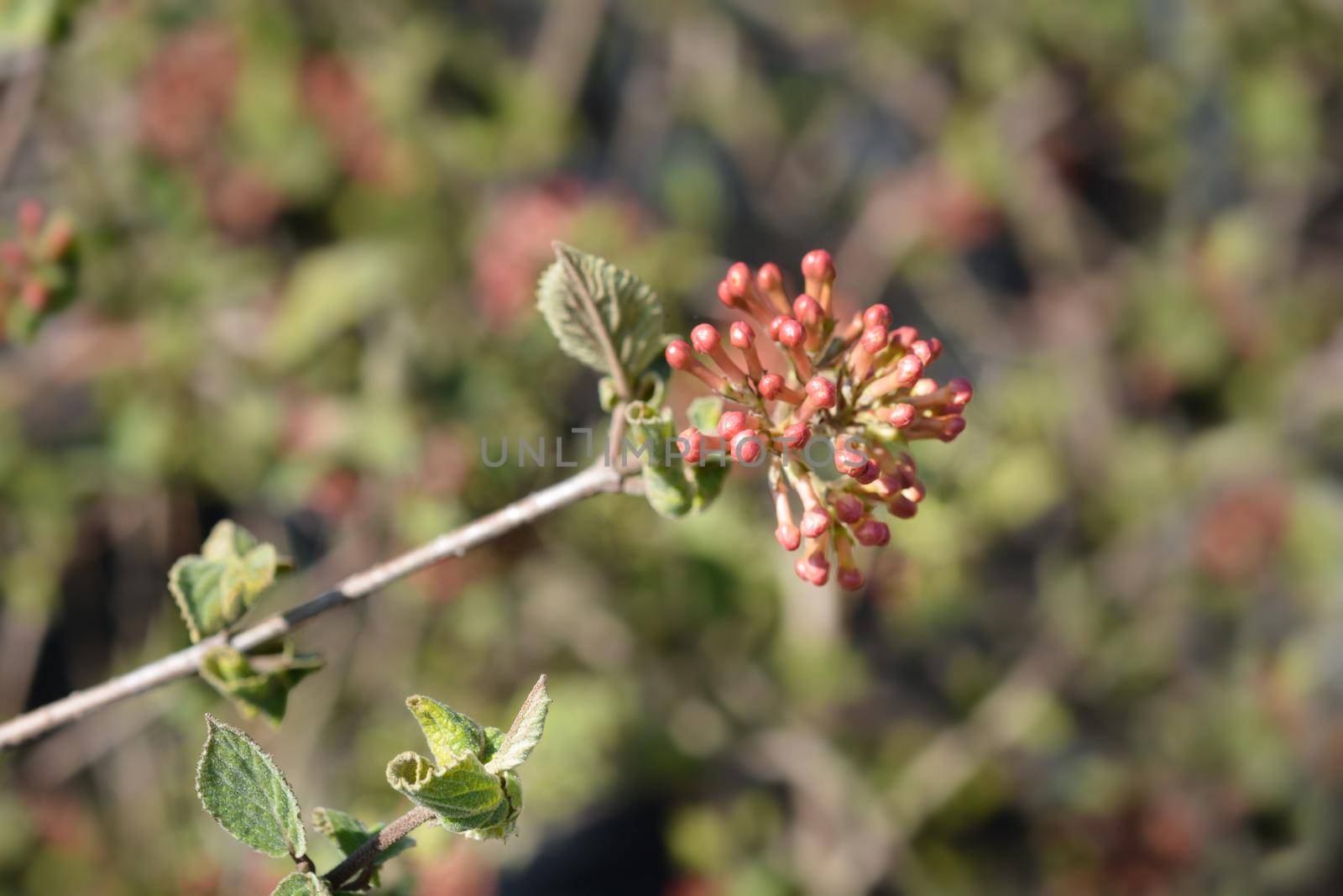 Judd viburnum flower buds - Latin name - Viburnum x juddii