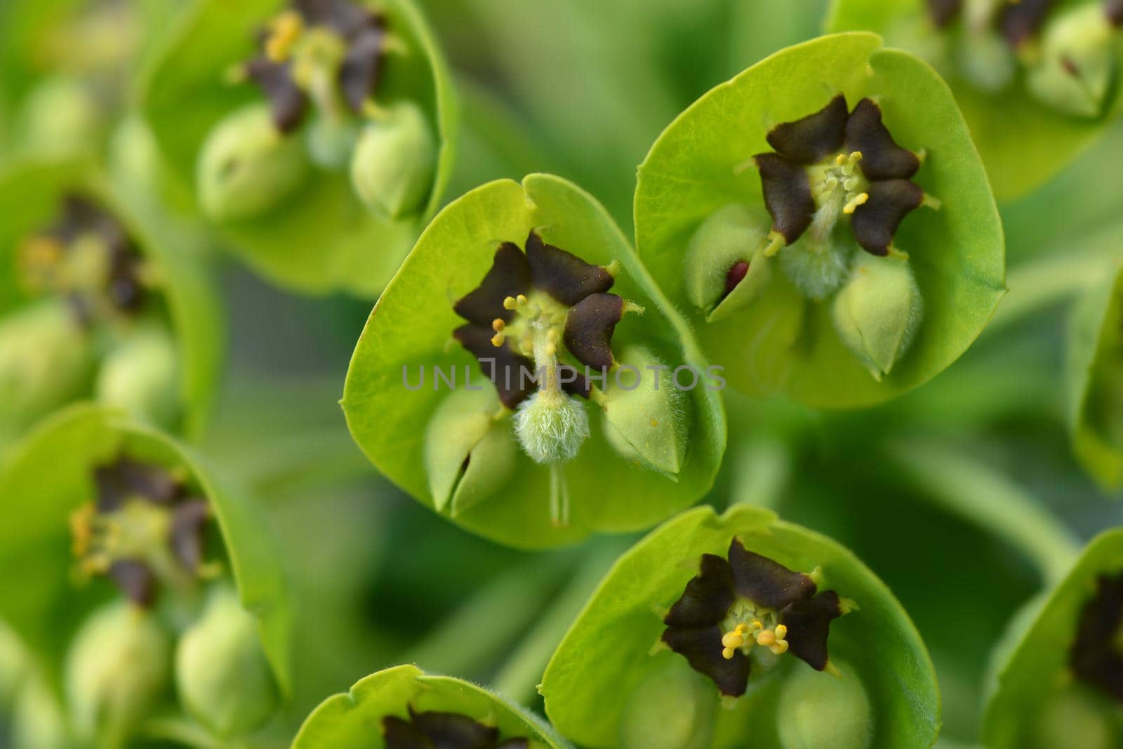 Spurge Black Pearl - Latin name - Euphorbia characias Black Pearl