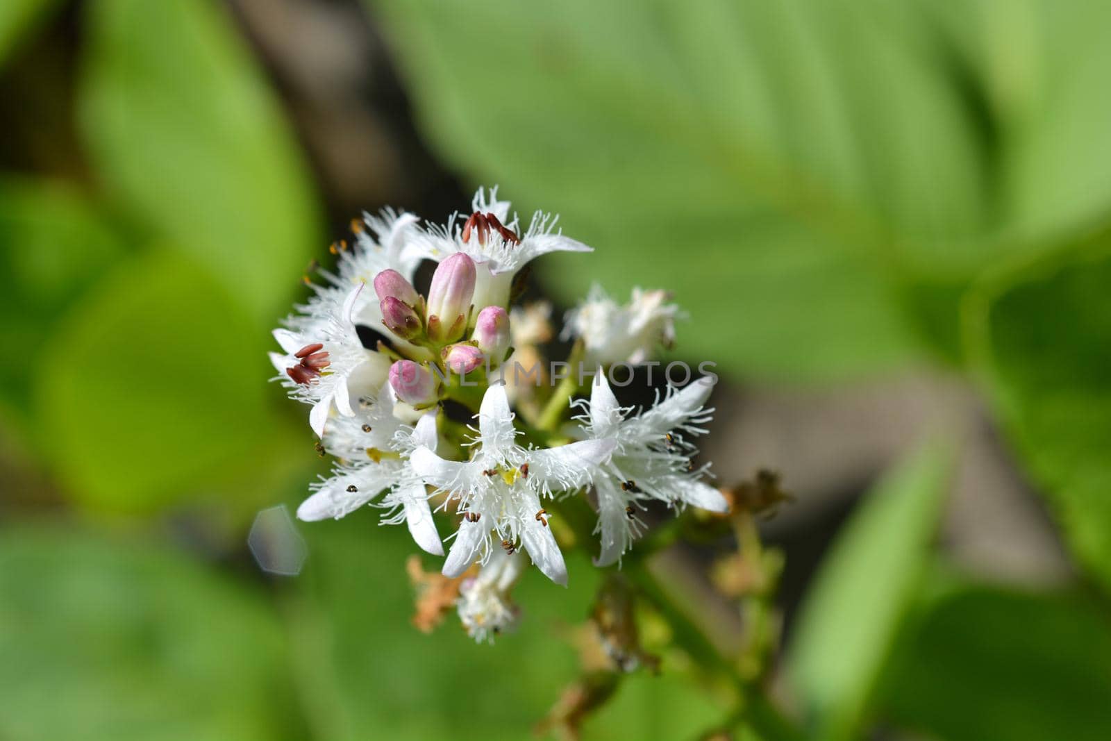 Common bogbean by nahhan