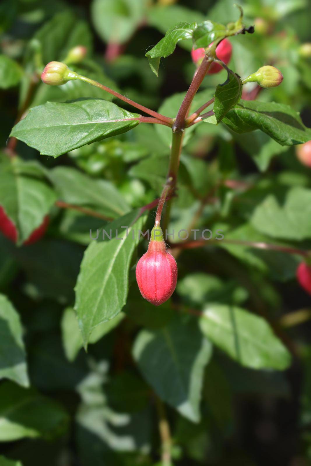 Hybrid Fuchsia flower bud - Latin name - Fuchsia x hybrida