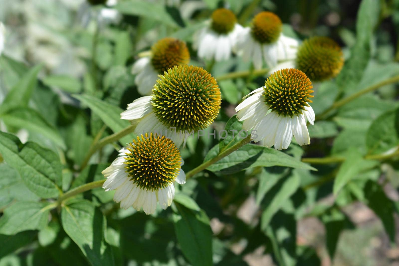 White coneflower Alba by nahhan