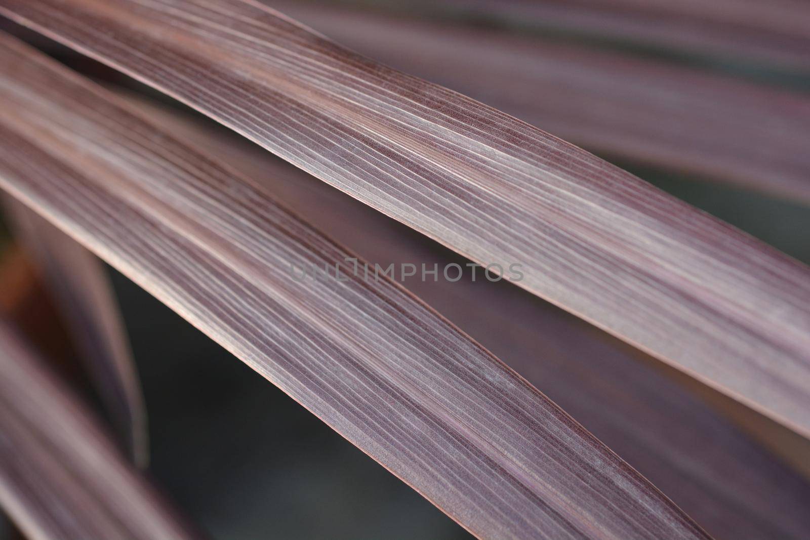 Cabbage palm Red Star leaves - Latin name - Cordyline australis Red Star