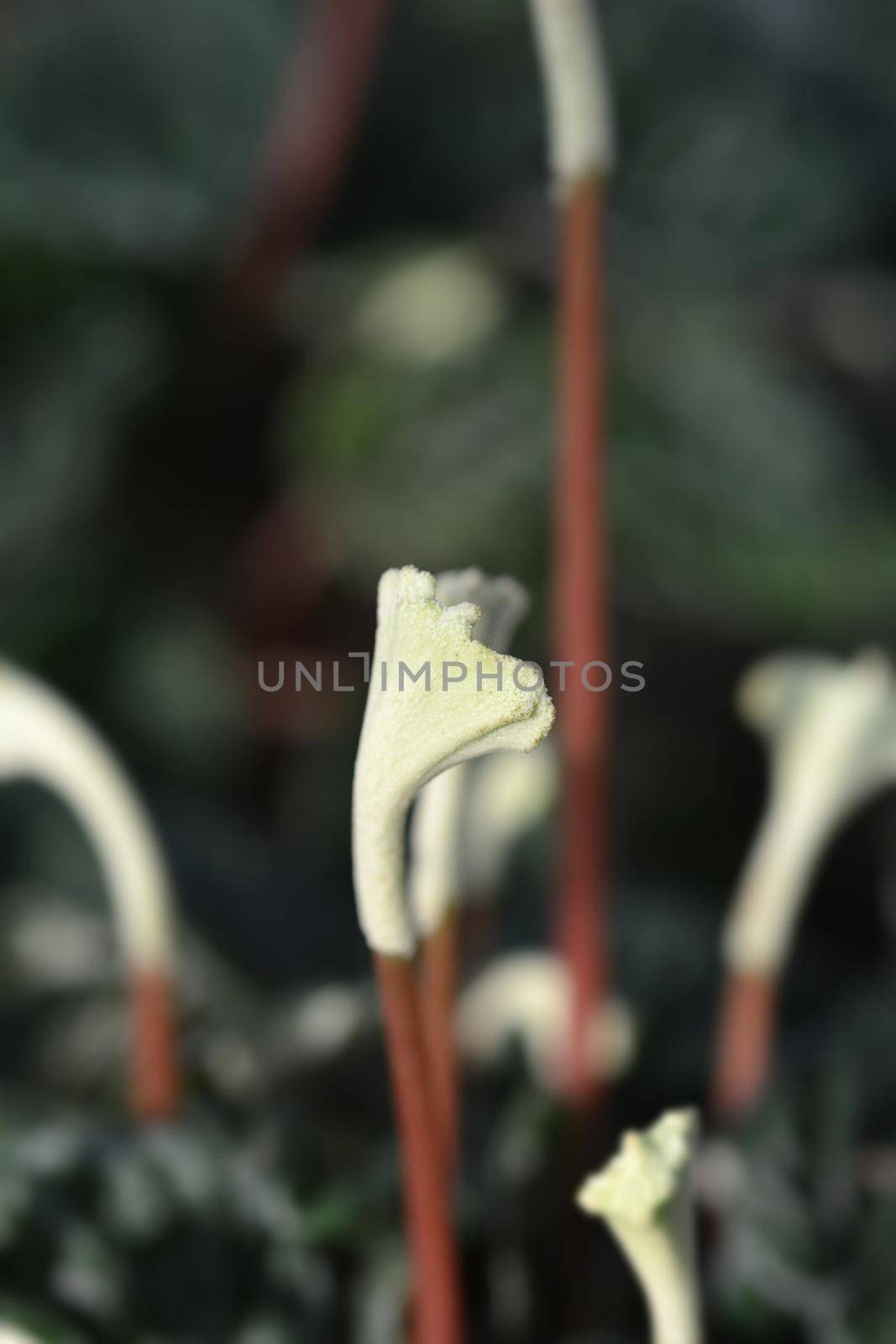 Radiator plant Lilian flowers - Latin name - Peperomia caperata Lilian
