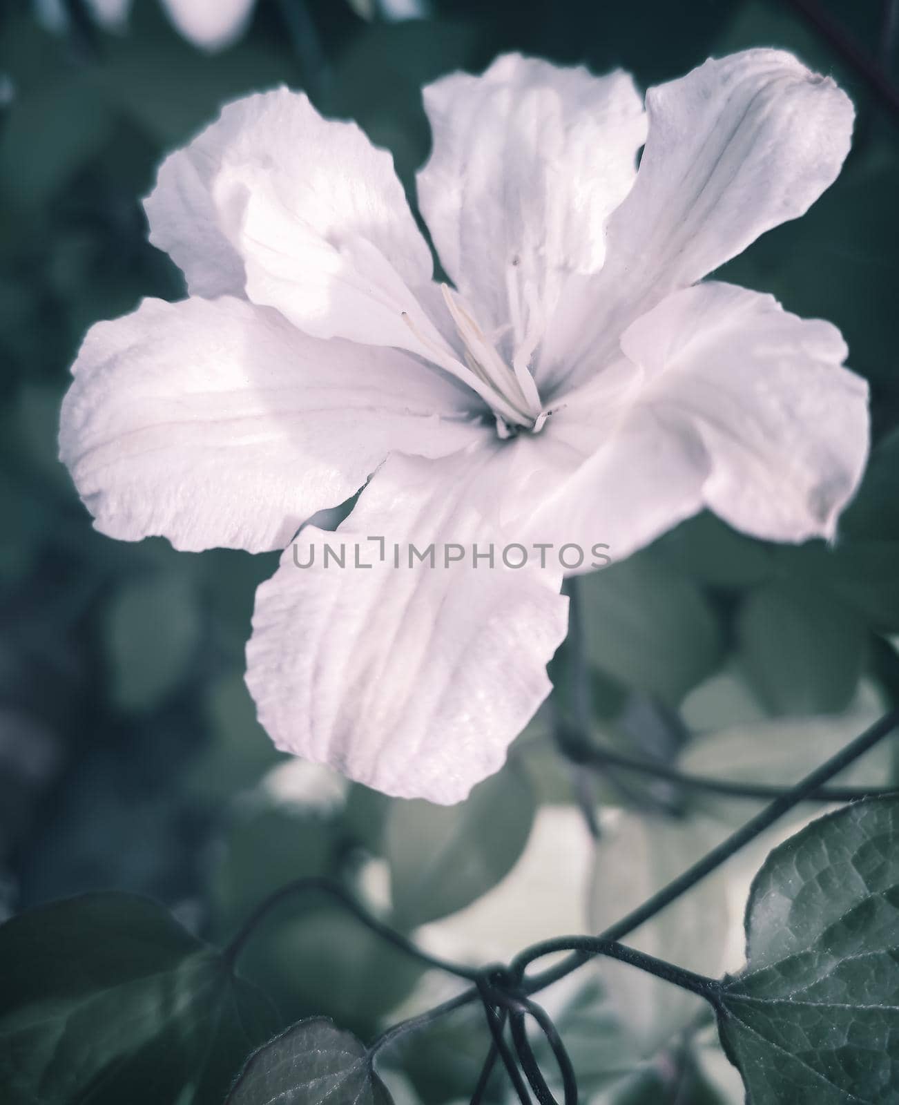 Beautiful pink flowers of clematis on a background of leaves by georgina198