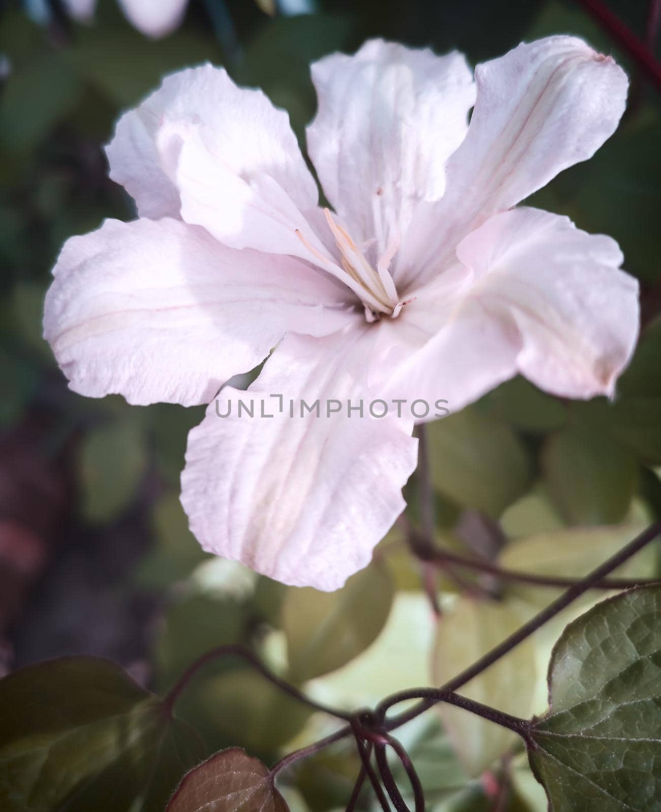 Beautiful pink clematis flower on green leaves background. Presented in close-up.