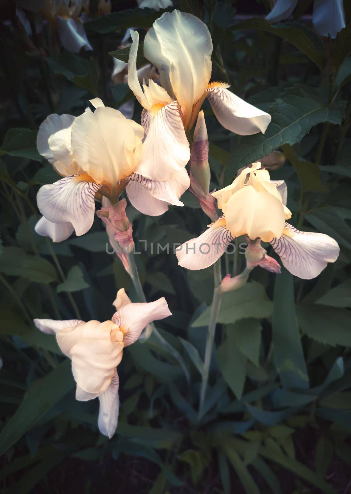 Blooming in the garden, pale yellow irises. by georgina198