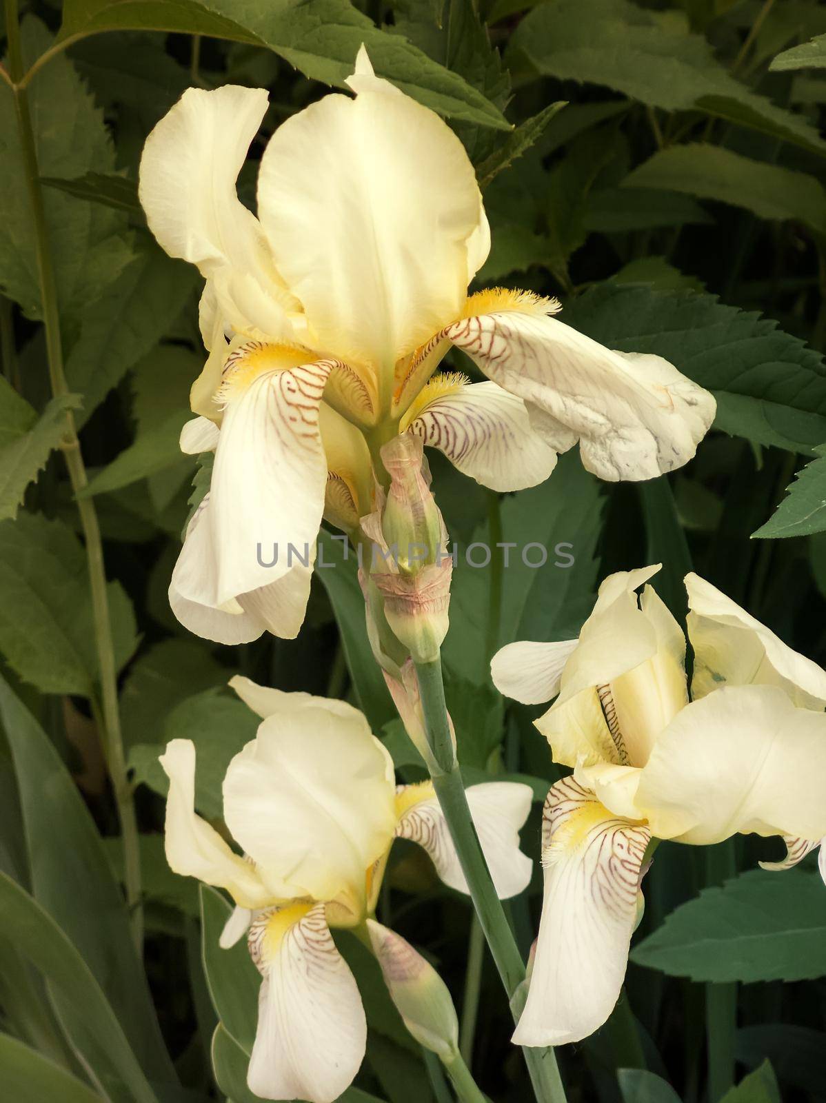 Closeup of the beautiful blossoms of pale yellow iris flowers on a background of garden irises and other flowers.