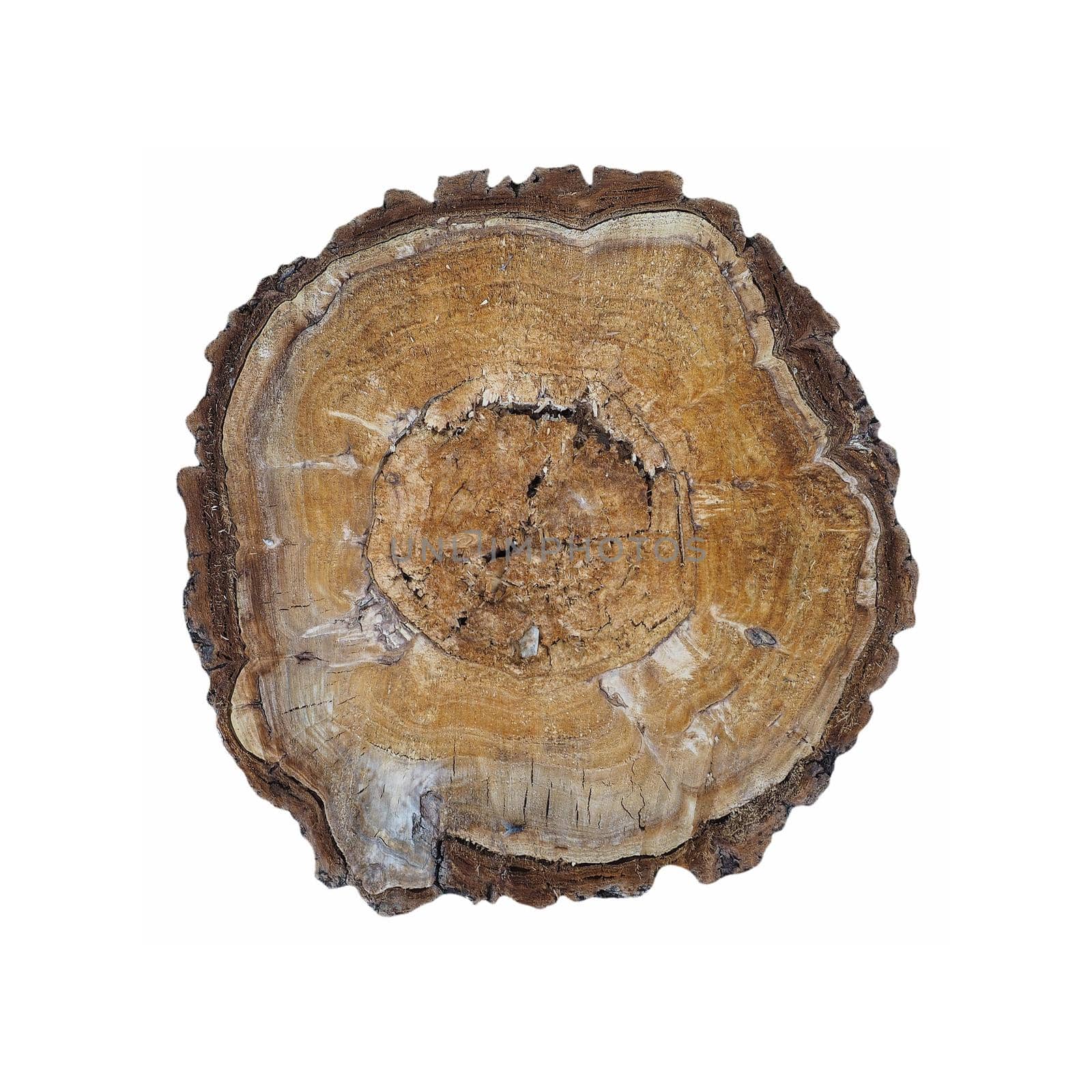 tree trunk cross section isolated over white background