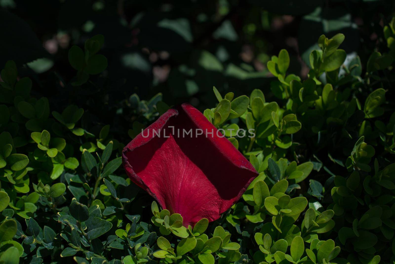 Rose petals representing love and romance by berkay