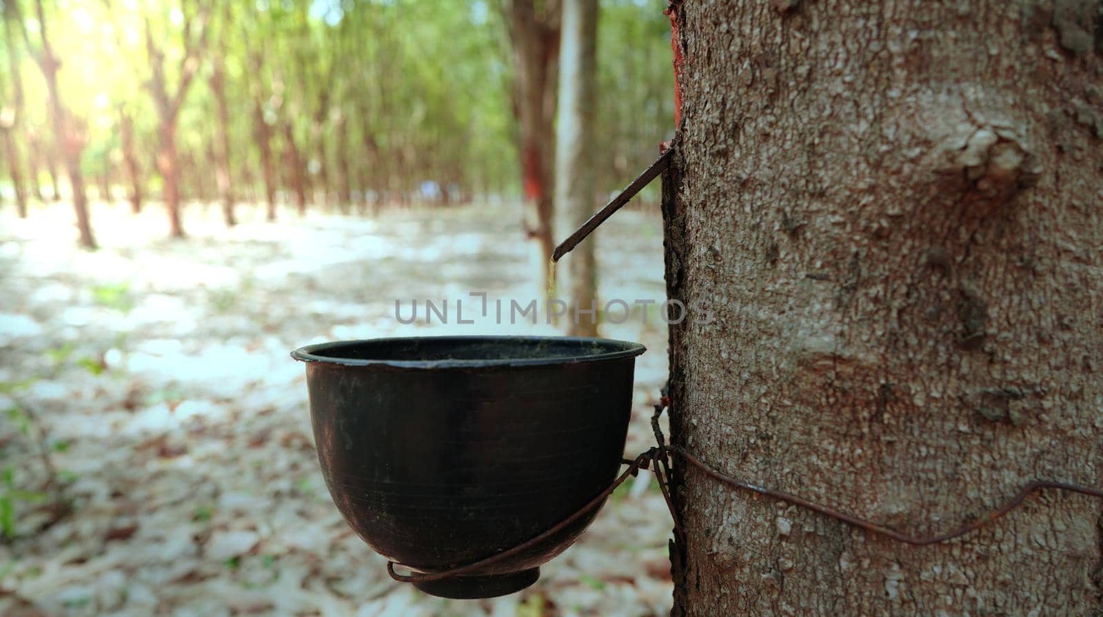 Harvesting in rubber plantations in the Northeast of Thailand.