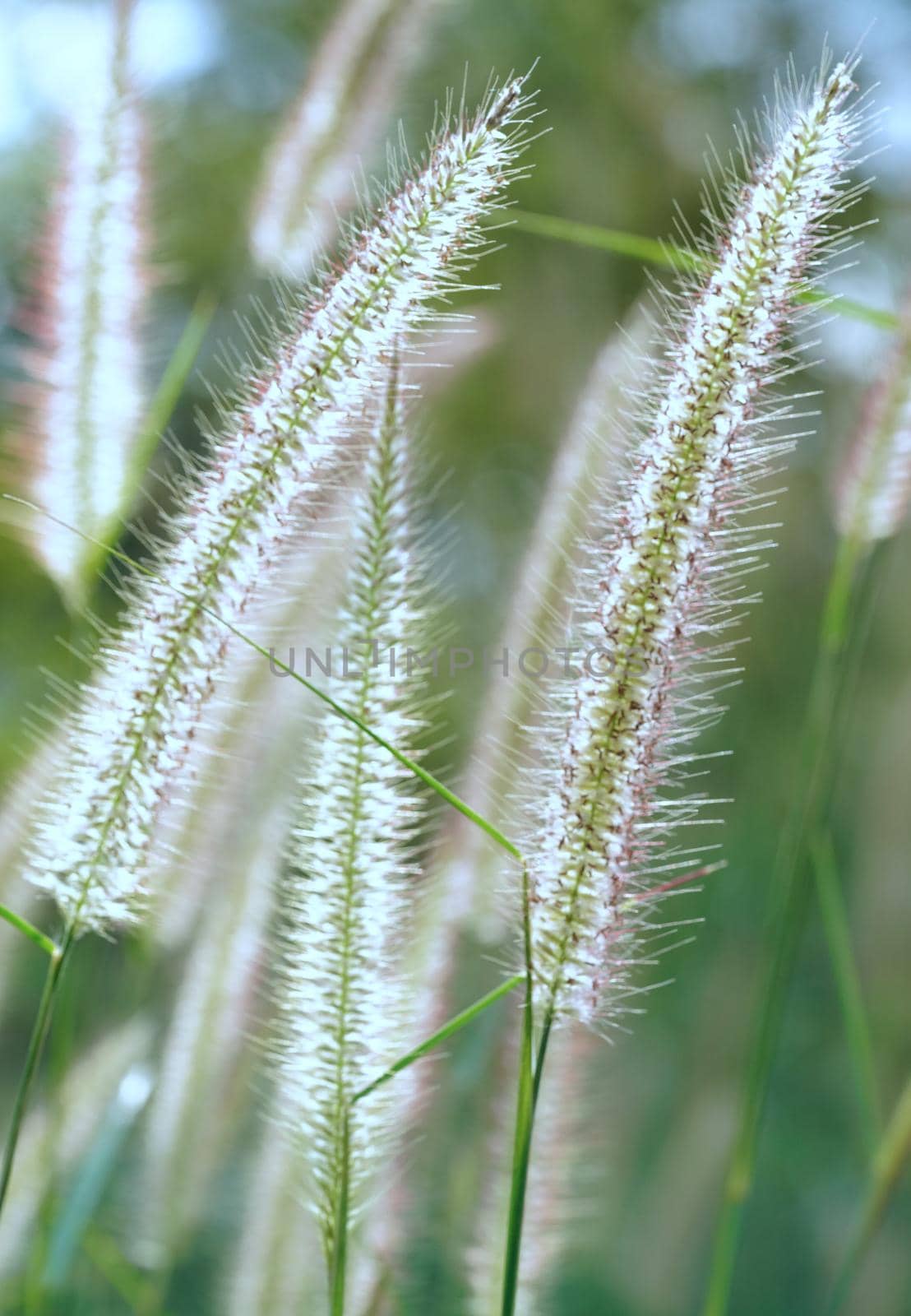 A kind of flower blooming through the sunlight.