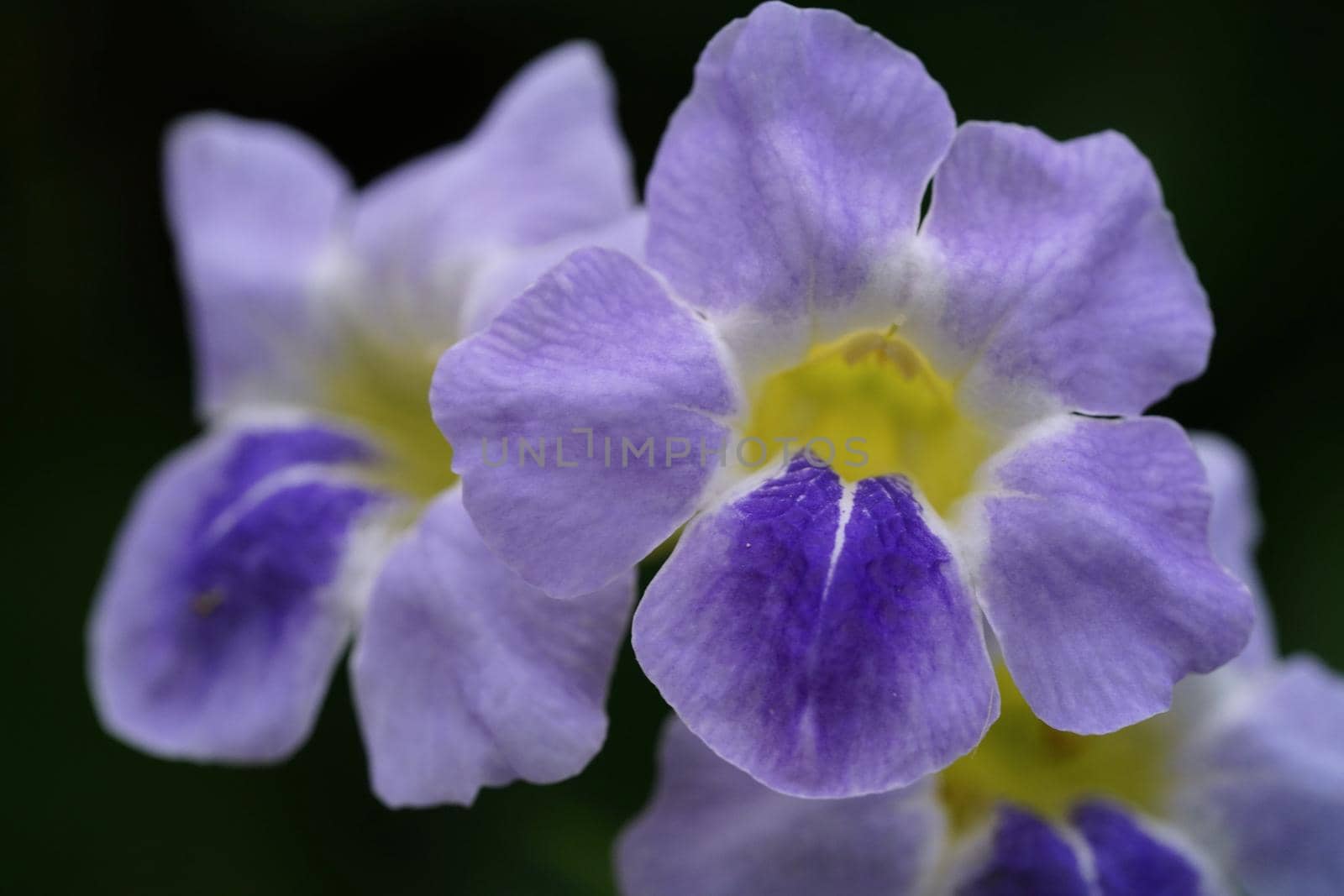 A close up of bright purple flowers isolated on black background Selective focus.