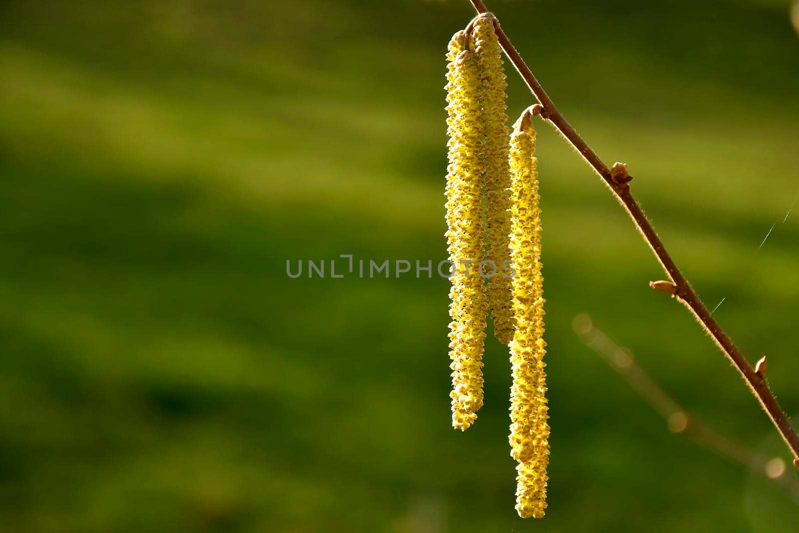 Hazelnut blossom in Germany in wintertime