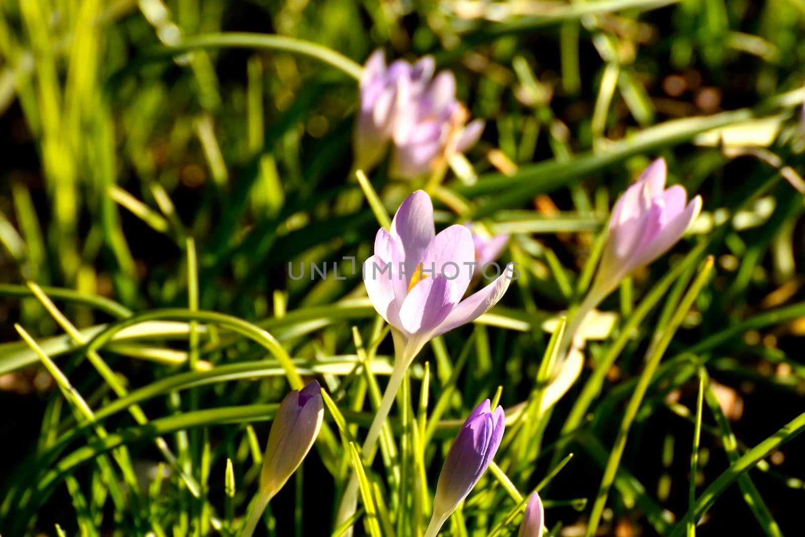 crocus in early spring in a German garden