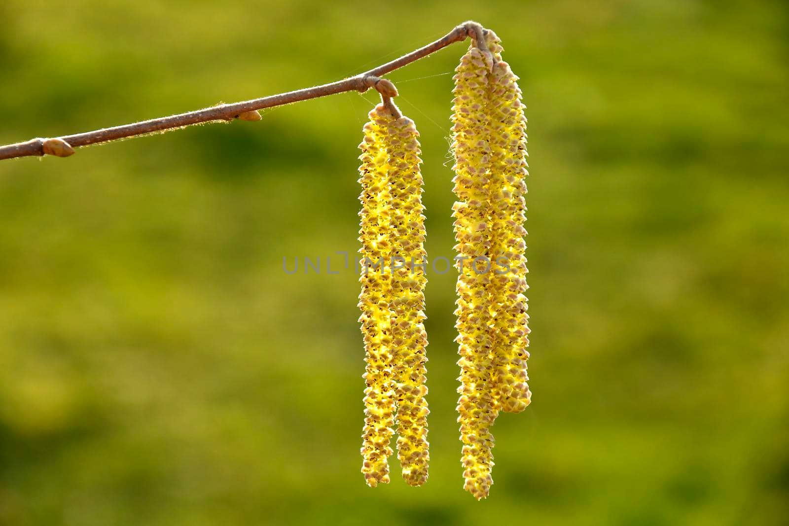 Hazelnut blossom in Germany in wintertime by Jochen