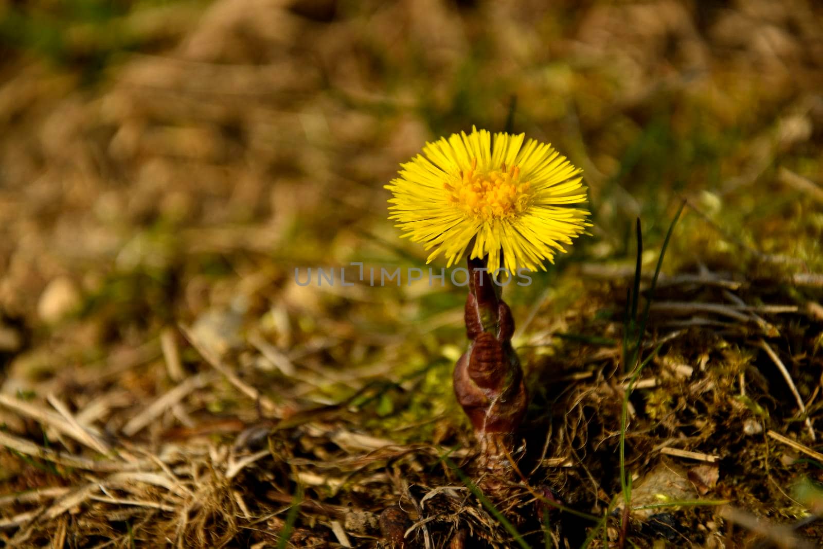 Coltsfoot, medicinal plant with flower in spring