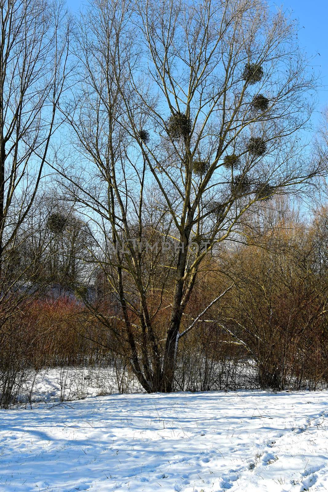 mistletoe with ripe berries in wintertime in Germany by Jochen