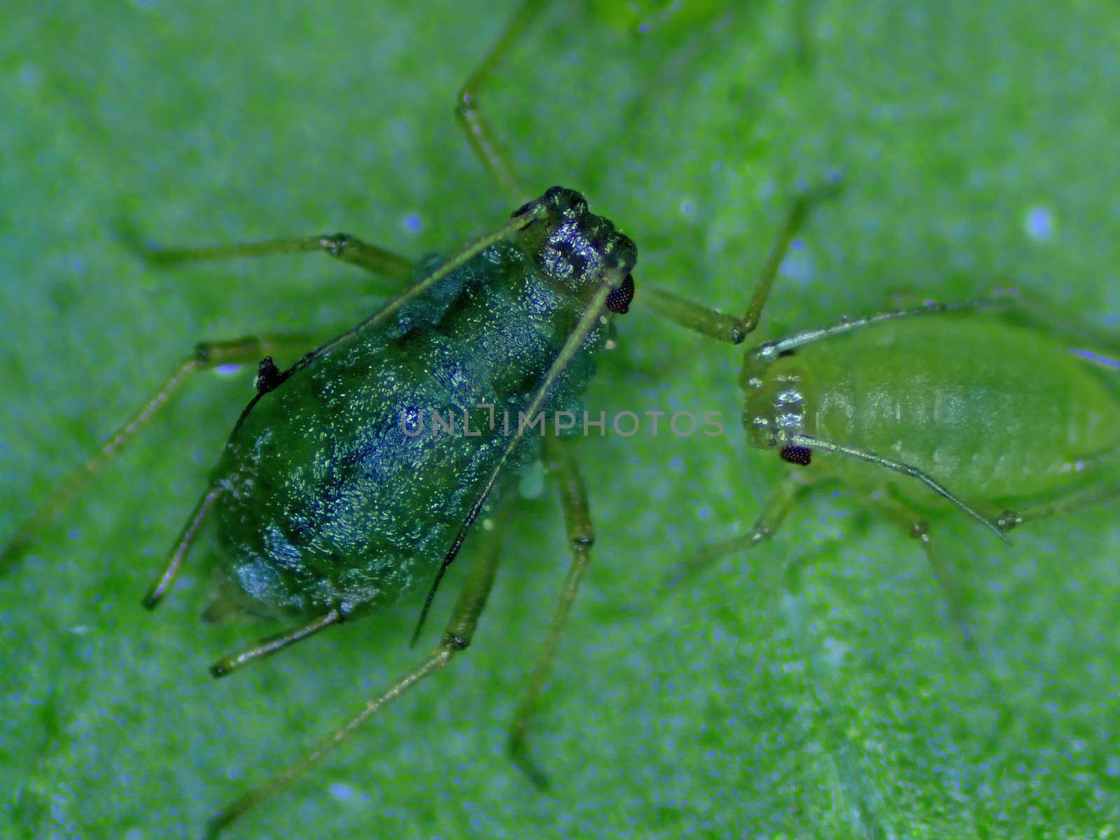 young and old louse on a leaf of a mallow