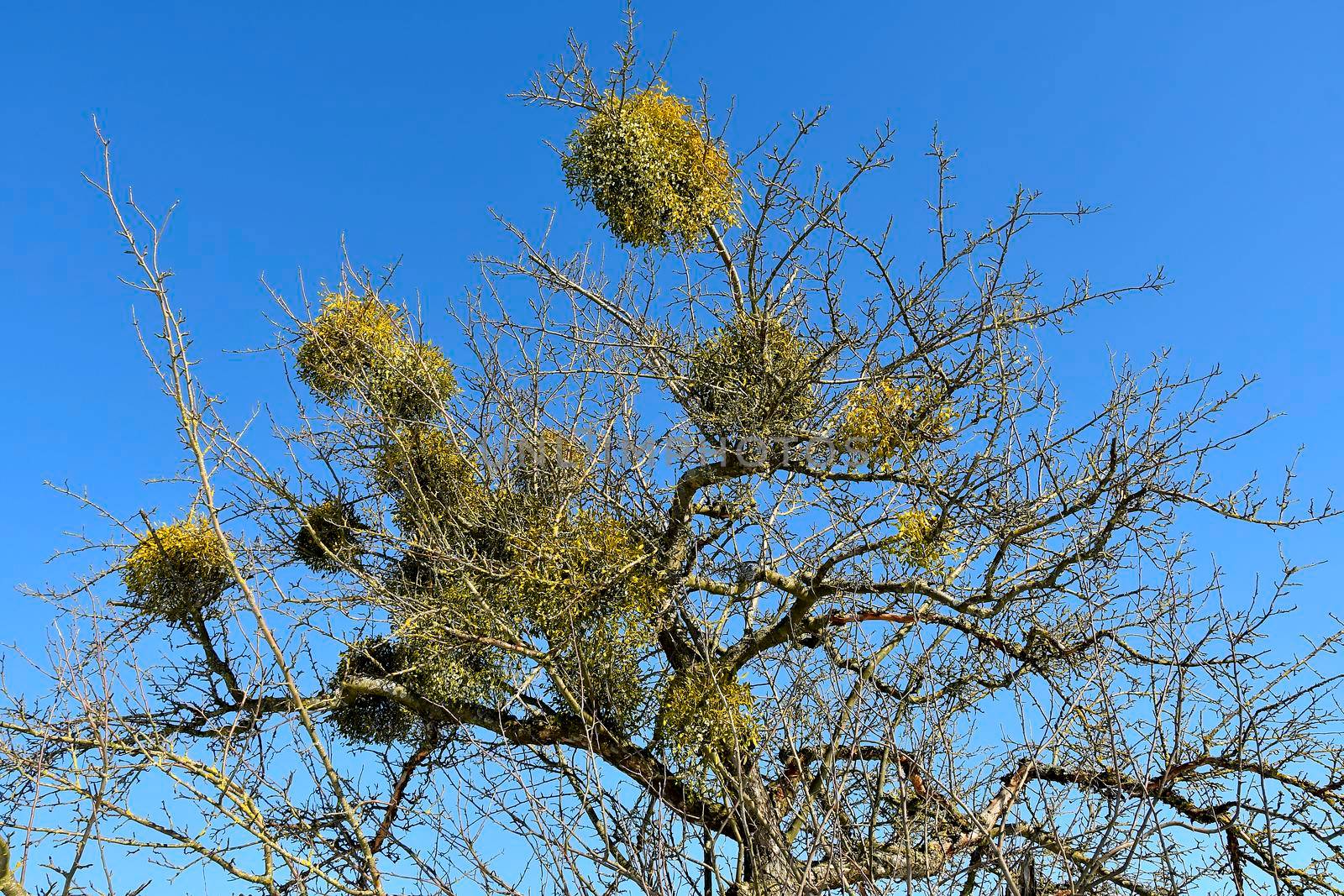 mistletoe with ripe berries in wintertime in Germany by Jochen