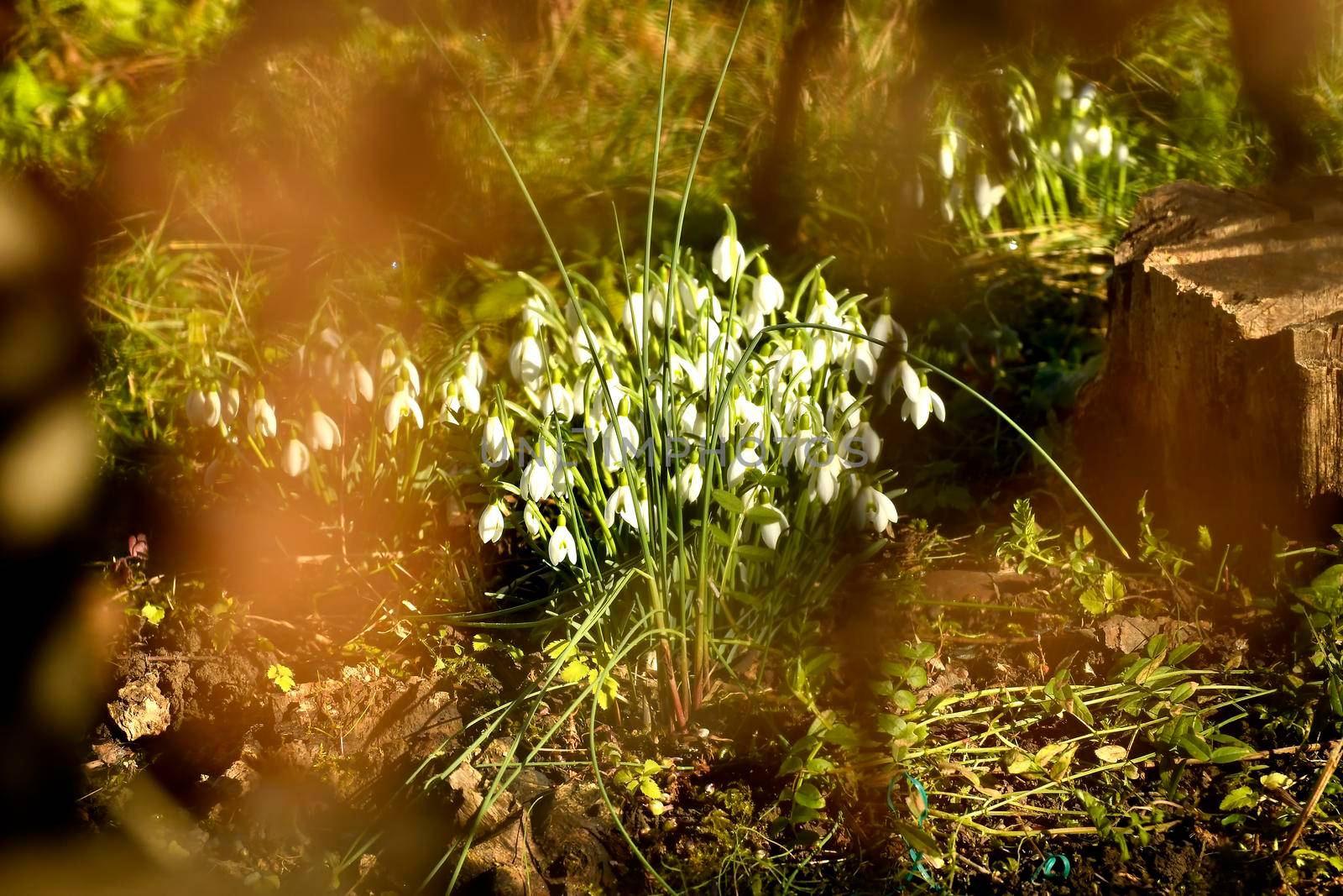 snowdrops in early spring in a German garden, view to a hedge by Jochen