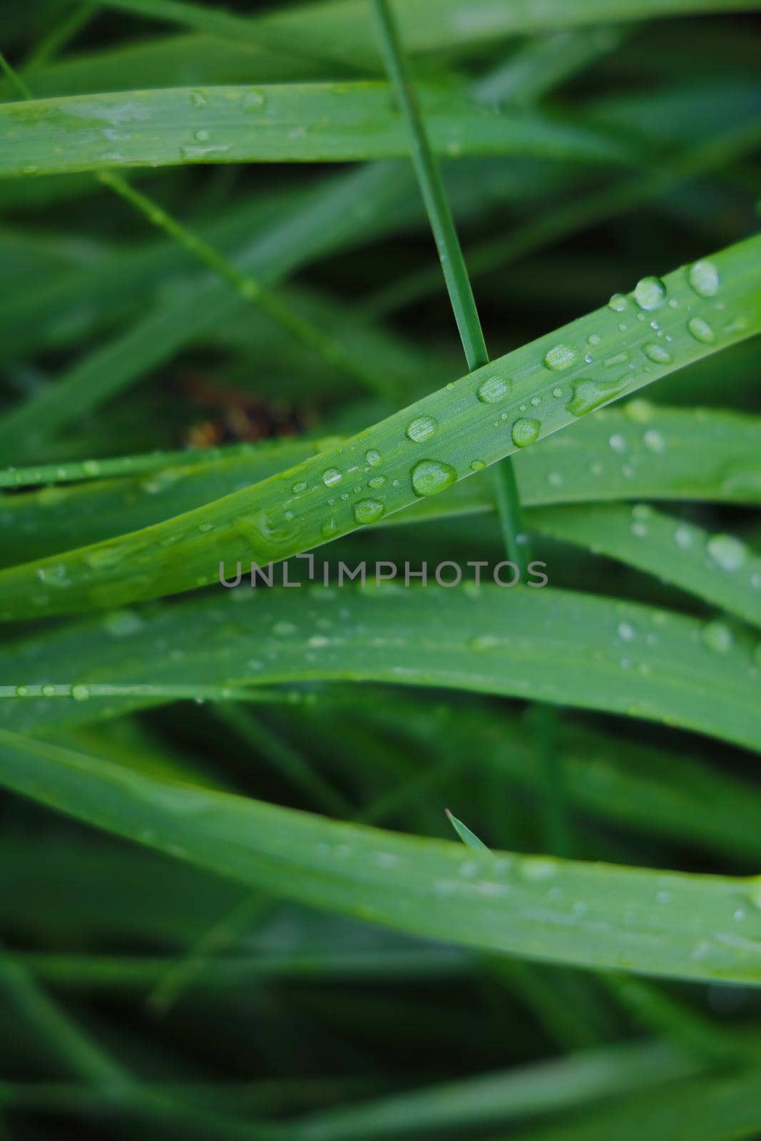 Water drops on the grass after rain