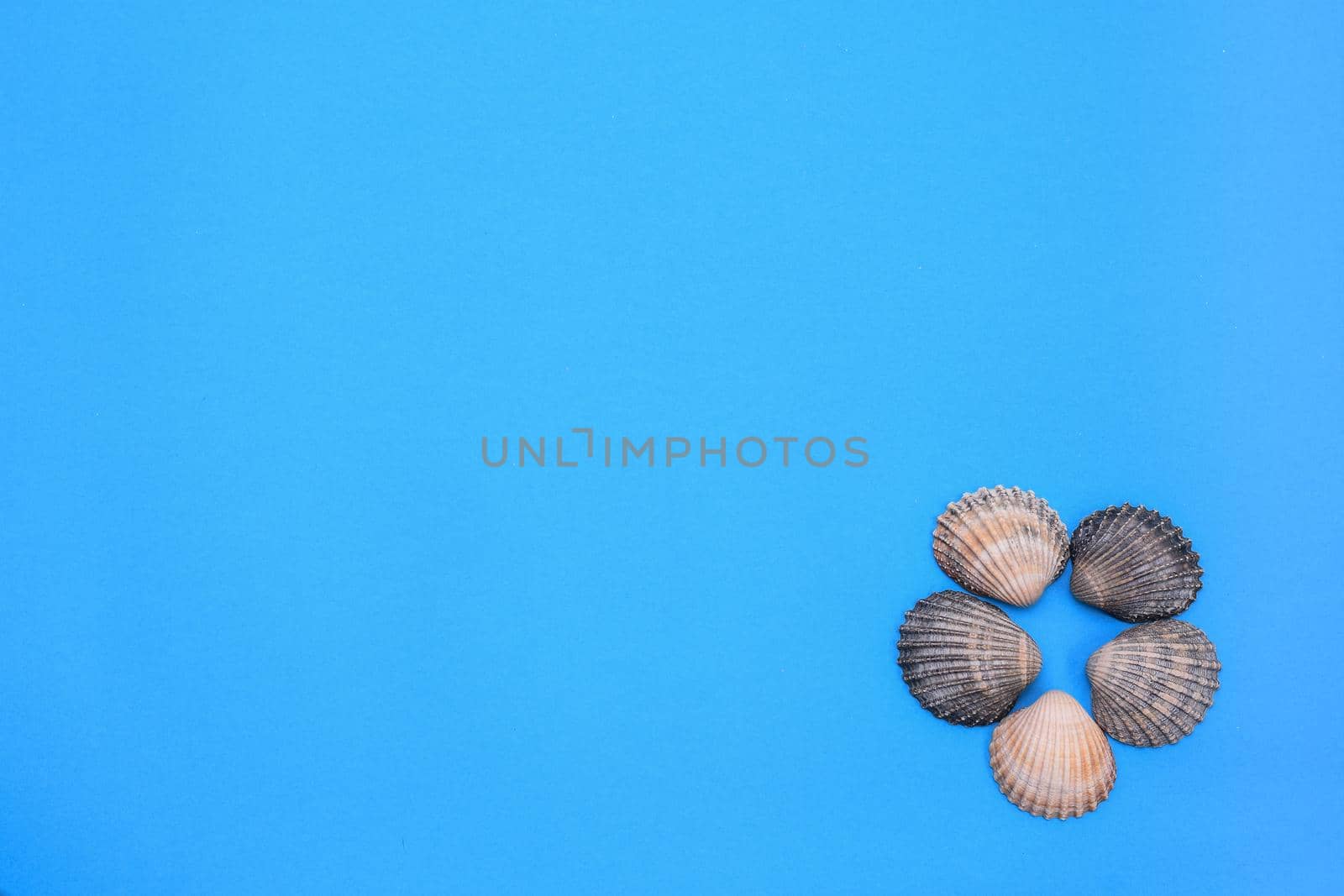 Flat lay. Top view. seashells on a blue background. Seashells and starfish on a pastel background. Vacation concept. copy space