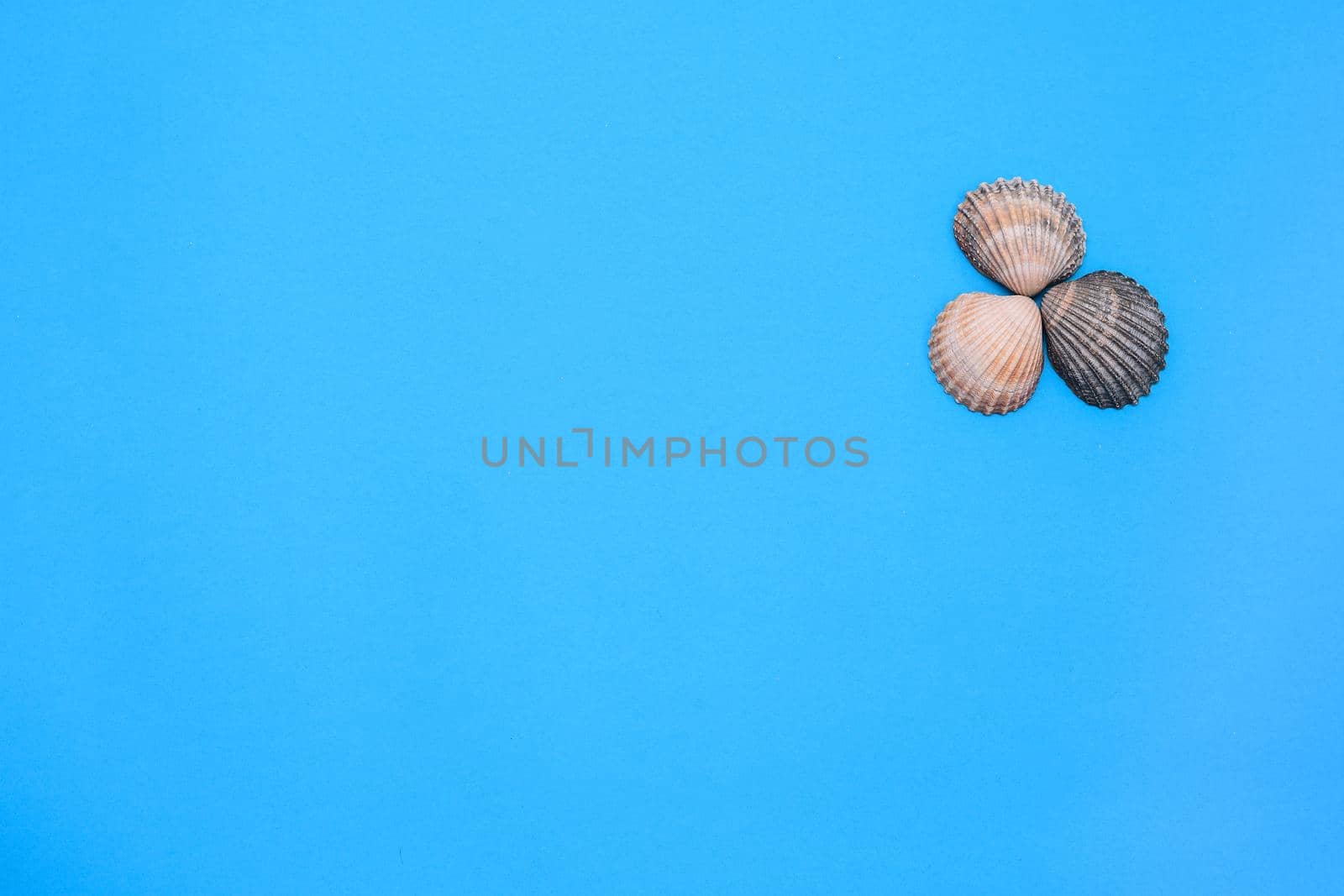 Three seashells on a blue background. marine theme. inscription. Flat lay