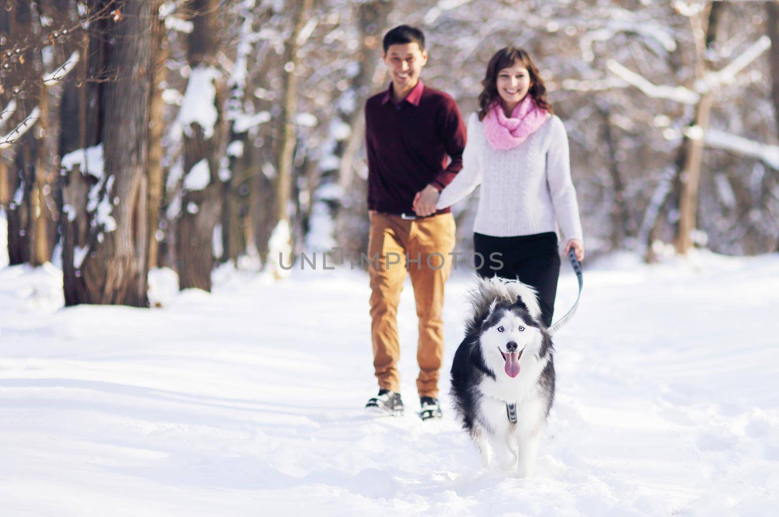Siberian husky runs in front of a couple walking in a winter park by selinsmo