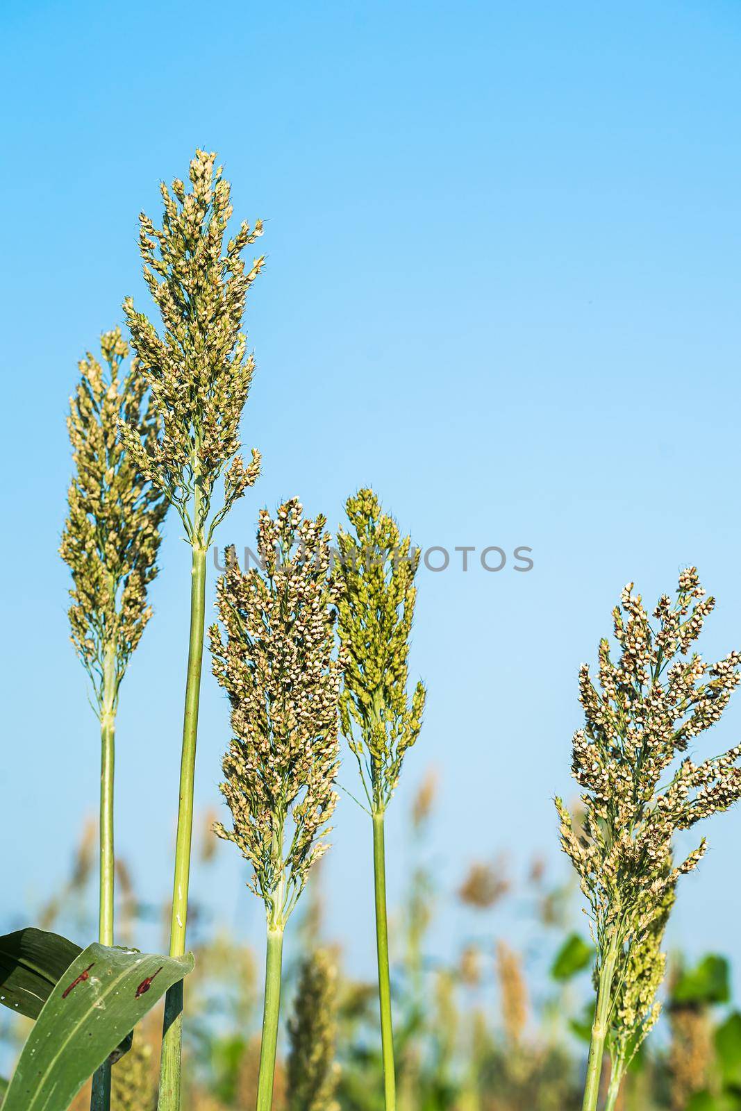 Close up Sorghum in field agent blue sky by stoonn