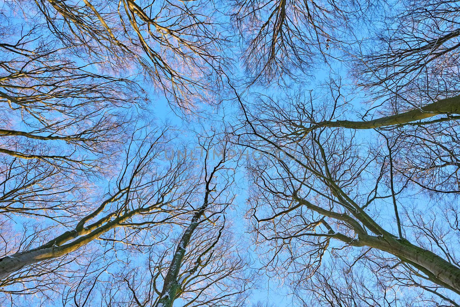 View upwards to the top of some beech trees, seen in a german forest